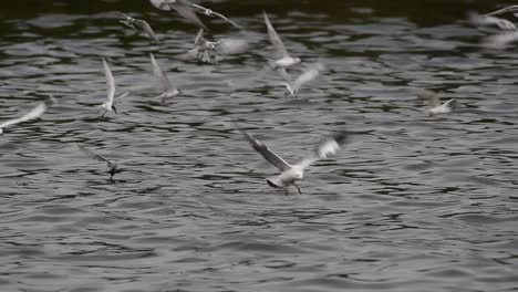 Los-Charranes-Y-Las-Gaviotas-Que-Buscan-Comida-Son-Aves-Marinas-Migratorias-A-Tailandia,-Que-Vuelan-En-Círculos-Y-Se-Turnan-Para-Buscar-Comida-Que-Flota-En-El-Mar-En-El-Muelle-Del-Centro-Recreativo-De-Bangpu