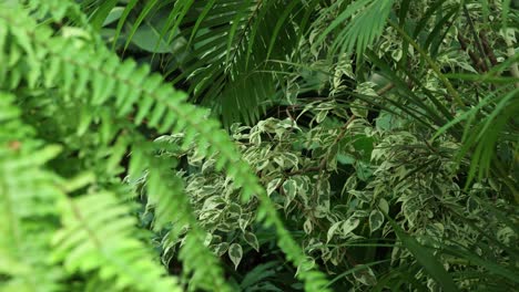 closer view and right side truck camera movement from a ficus benjamina plant