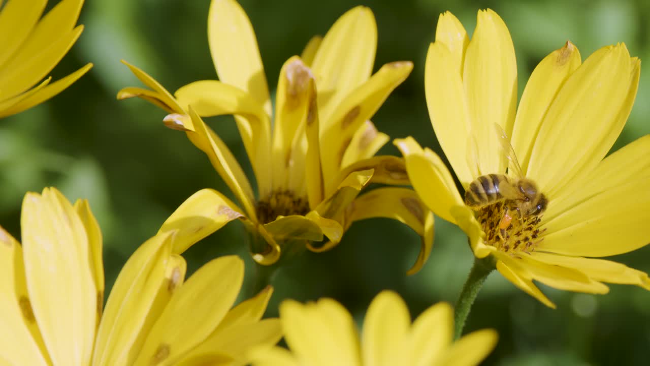 Un'ape atterra su un fiore di campo giallo, raccoglie il polline, macro close-up, luce naturale soffusa, messa a fuoco selettiva