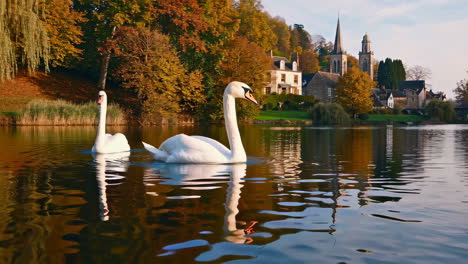 swans on a fall lake