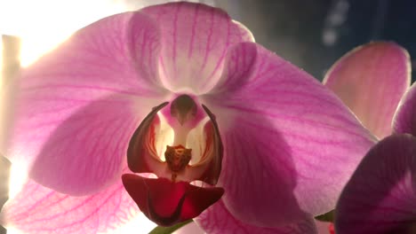 Wunderschöne-Blühende-Violette-Orchideenblume-Mit-Hintergrundbeleuchtung-Und-Sonnenschein,-Nahaufnahme