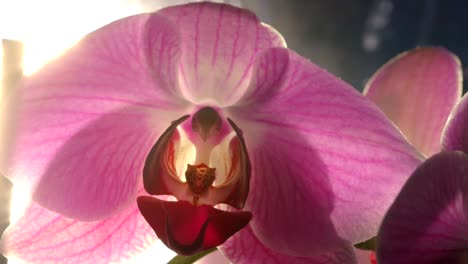 hermosa flor de orquídea púrpura en flor retroiluminada con sol, de cerca