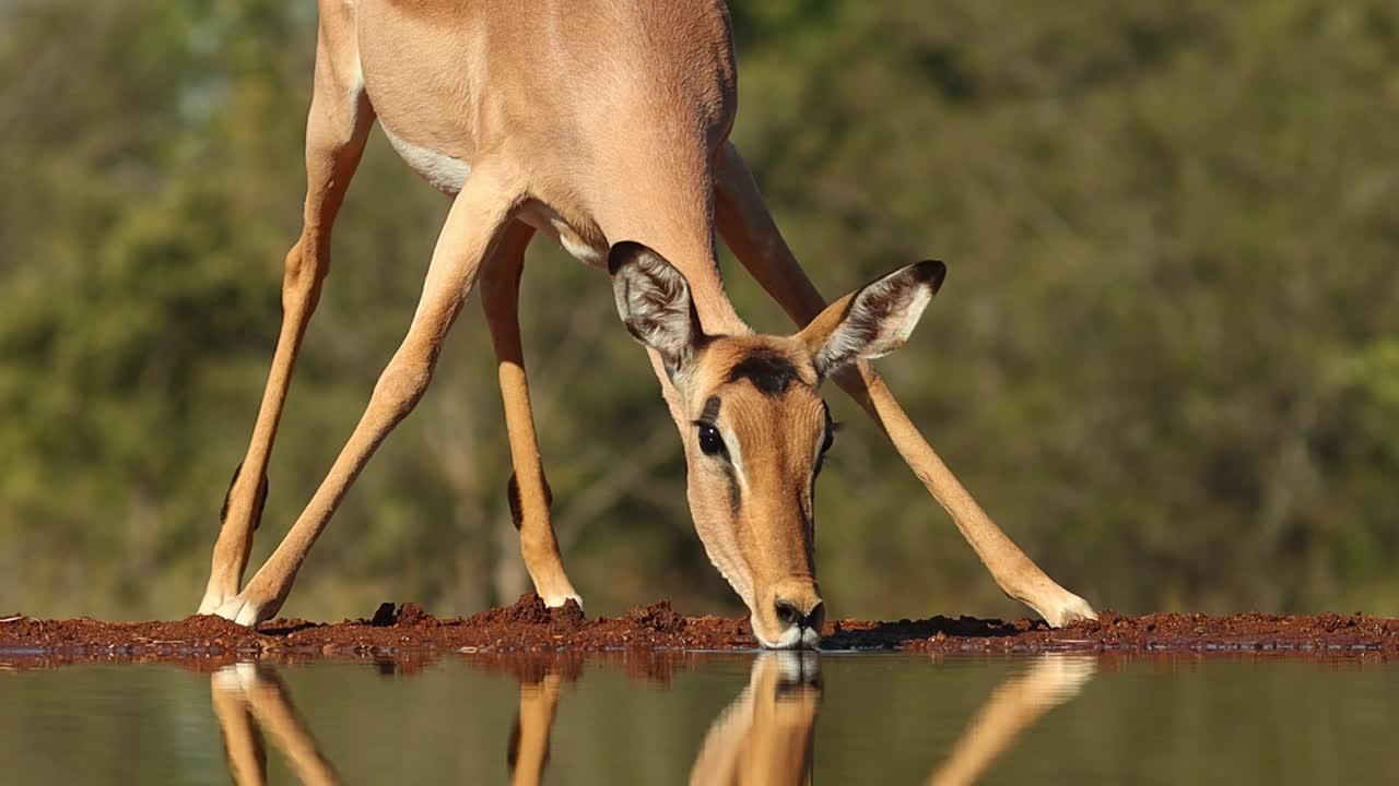 un primer plano medio frontal de una impala hembra bebiendo antes de salir del encuadre, gran kruger