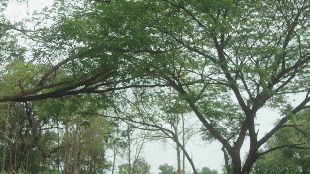 Zoomed-in view of two trees standing closely, their branches gently touching each other