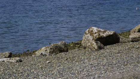 Camano-Island-State-Park,-WA-State-beach-with-rocks-and-boulder