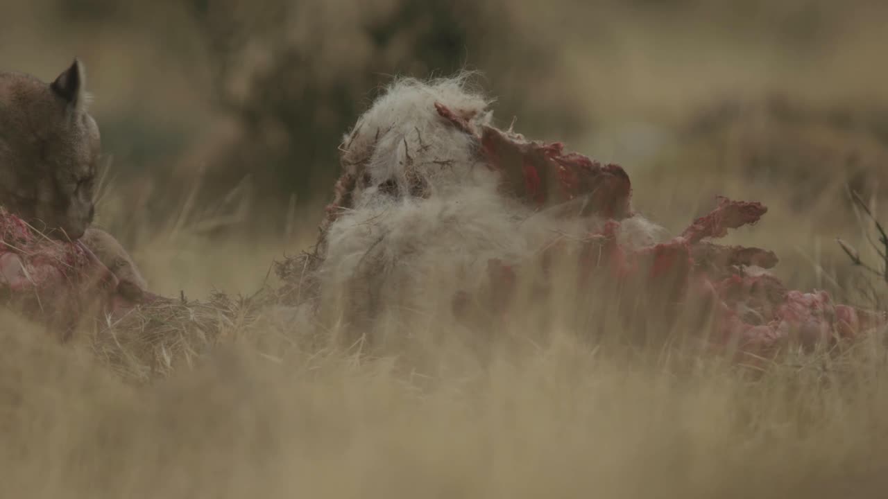 Puma lose up feeding on a kill