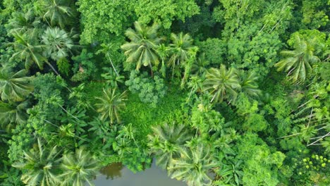 vista aérea o de drones de la selva verde profunda-9