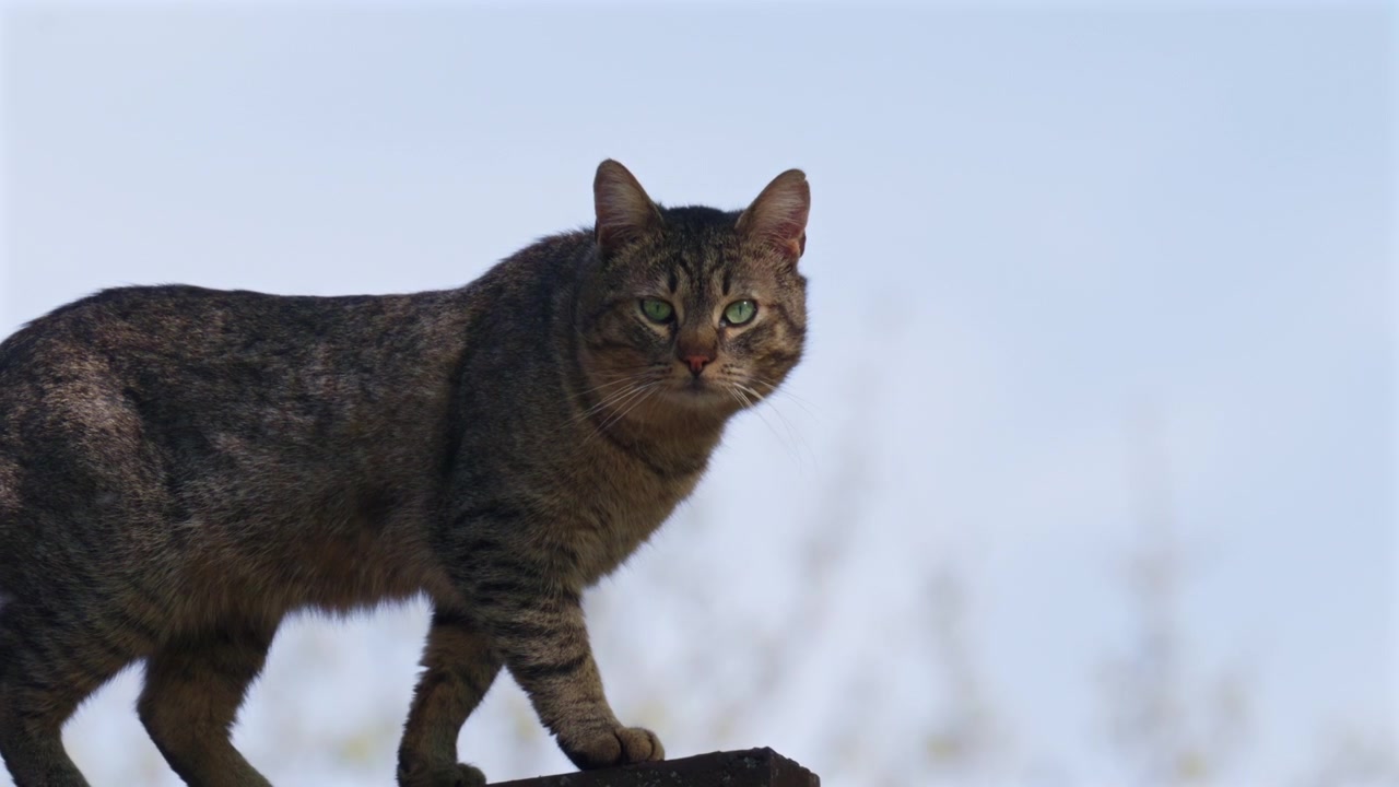 Gatto soriano che cammina con cautela lungo una sporgenza di metallo o pietra alla luce naturale del giorno