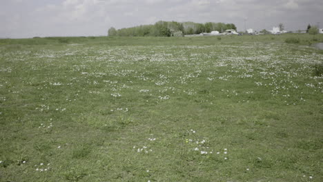 beautiful white daisy field in the wild