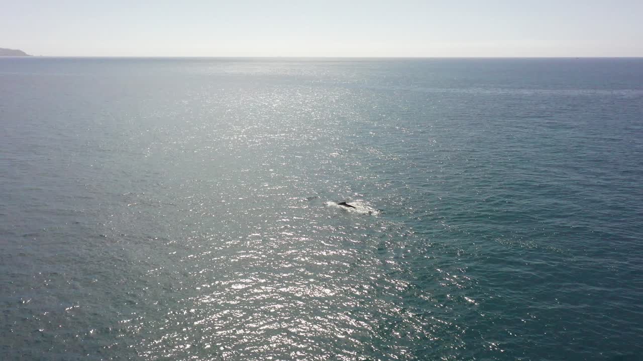 성인 및 아기 혹등 고래와 함께 큰 잔잔한 바다의 궤도를 도는 공중