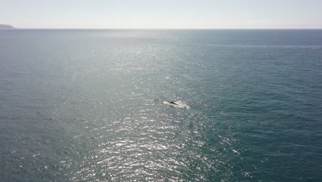 Orbiting-aerial-of-big-calm-ocean-with-adult-and-baby-Humpback-whale