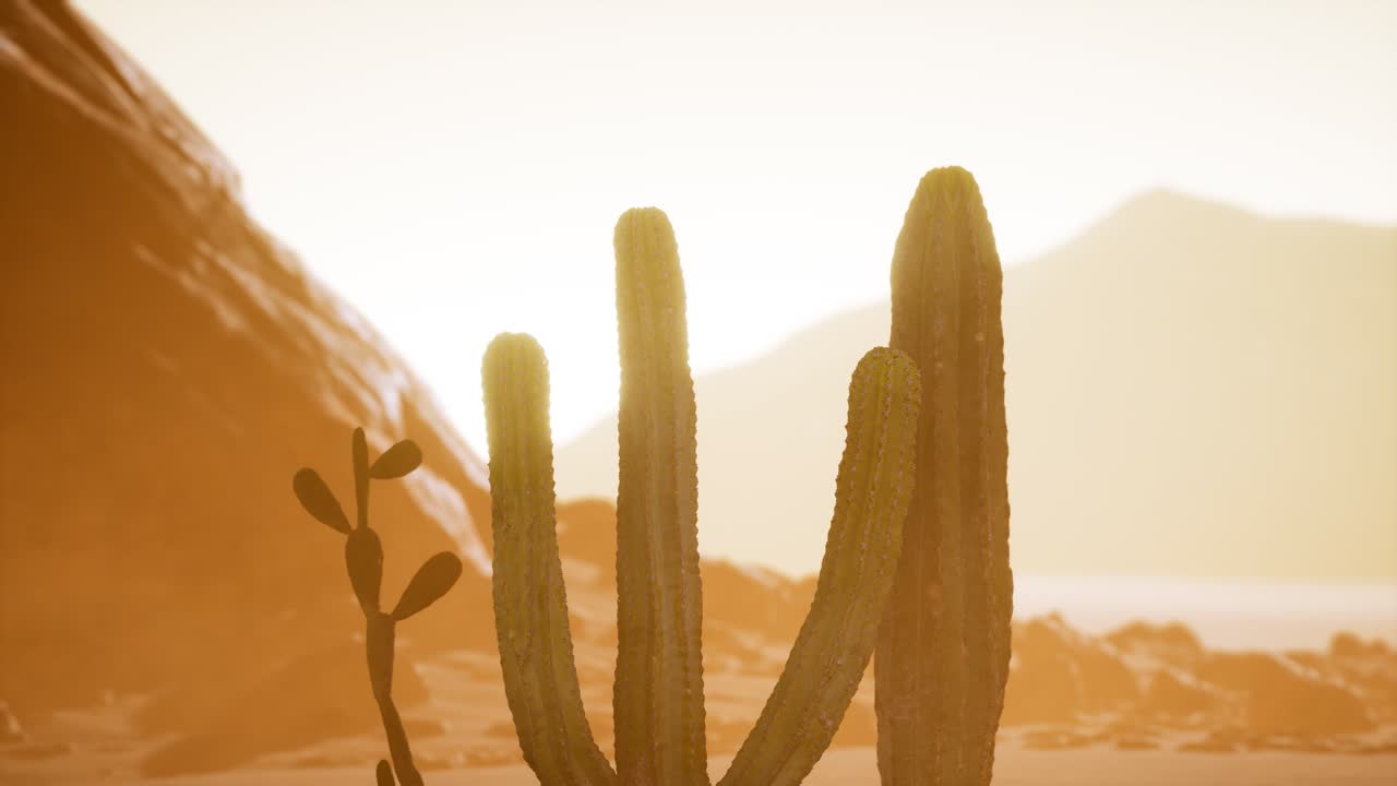 Tramonto nel deserto dell'Arizona con cactus saguaro gigante