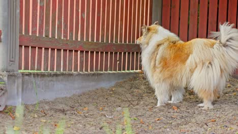 Collie-Ladrando-En-La-Cerca,-De-Mano