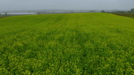 aerial fotage over mustard field, green field, ripening mustard field in foggy day, drone 4k, close up ground and fog