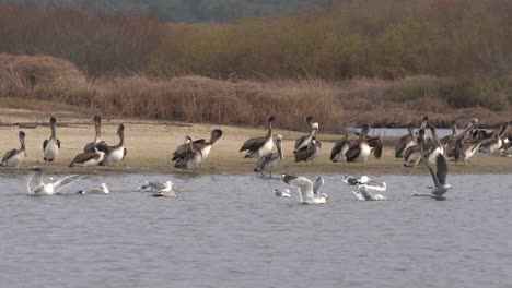 shore birds bathing and grooming in a shallow lagoon in carmel river, california