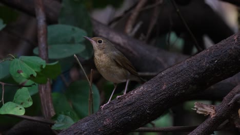 camera zooms out as this bird looks to the left without movement, siberian blue robin larvivora cyane female, thailand