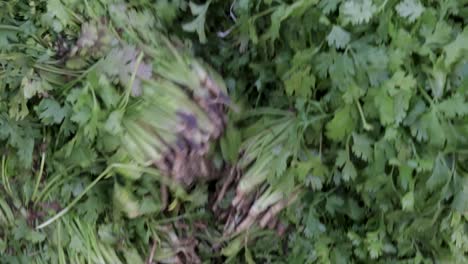 fresh-organic-coriander-leaves-from-farm-close-up-from-different-angle