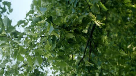 Close-up-of-tree-branches-moving-in-slow-motion