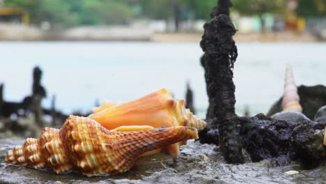 el cangrejo ermitaño aparece sobre una concha naranja.