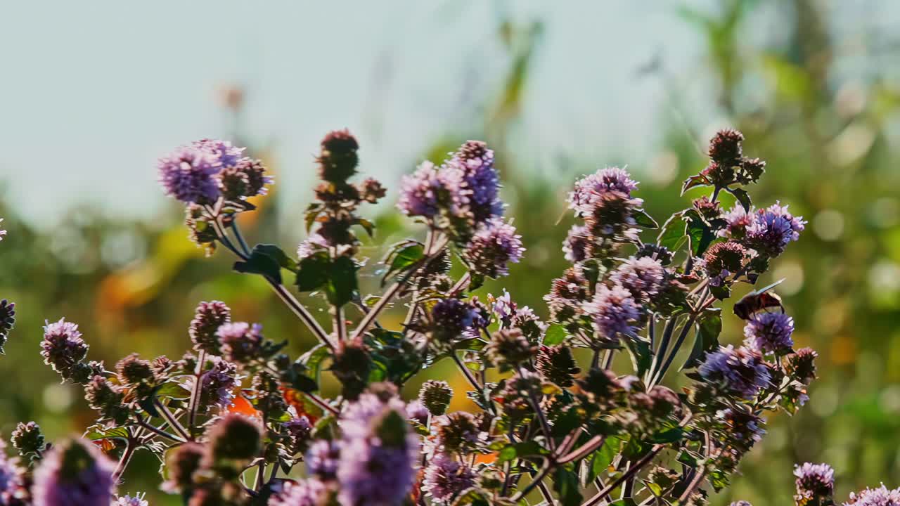 Water Mint Mentha aquatica Pennyroyal pulegium plant nature bush flower wild wildflower