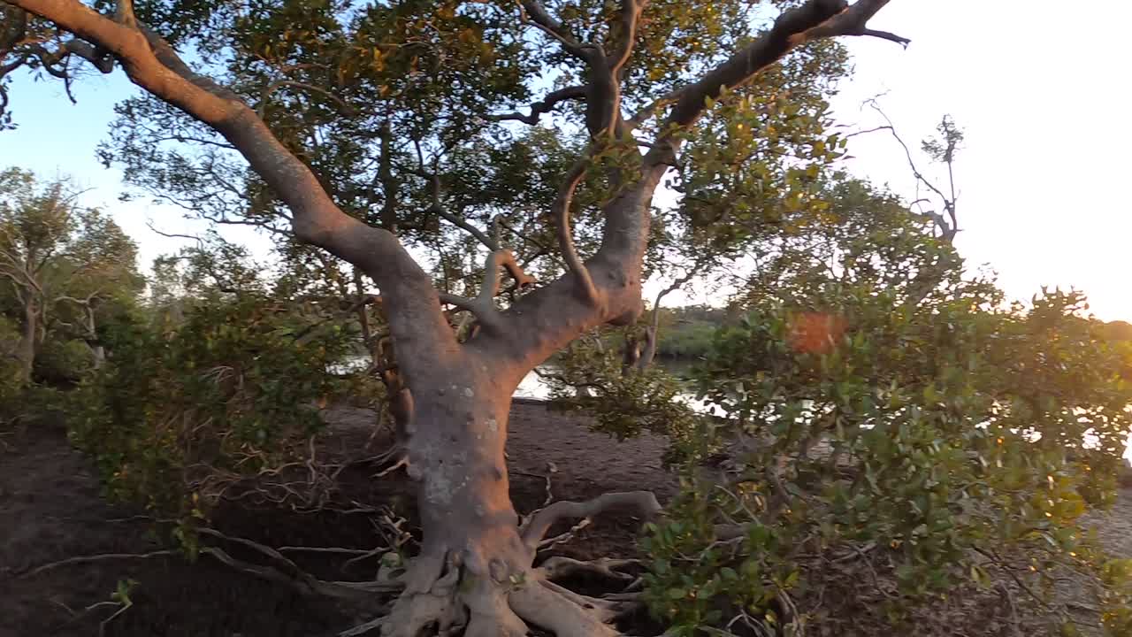 manglares y un río en el interior australiano al amanecer