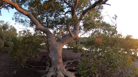 mangroves and a river in the australian outback at sunrise