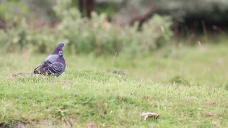 pigeon birds on the grass field - close up, telephoto