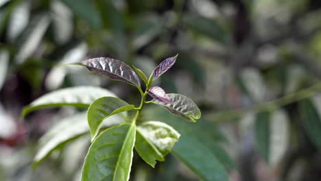 primer plano de las hojas de guayusa iluminadas por la luz del sol en la selva amazónica de ecuador