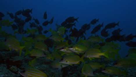 An-incredible-ocean-view-of-two-large-schools-of-yellow-and-black-fish-in-the-blue-ocean-background