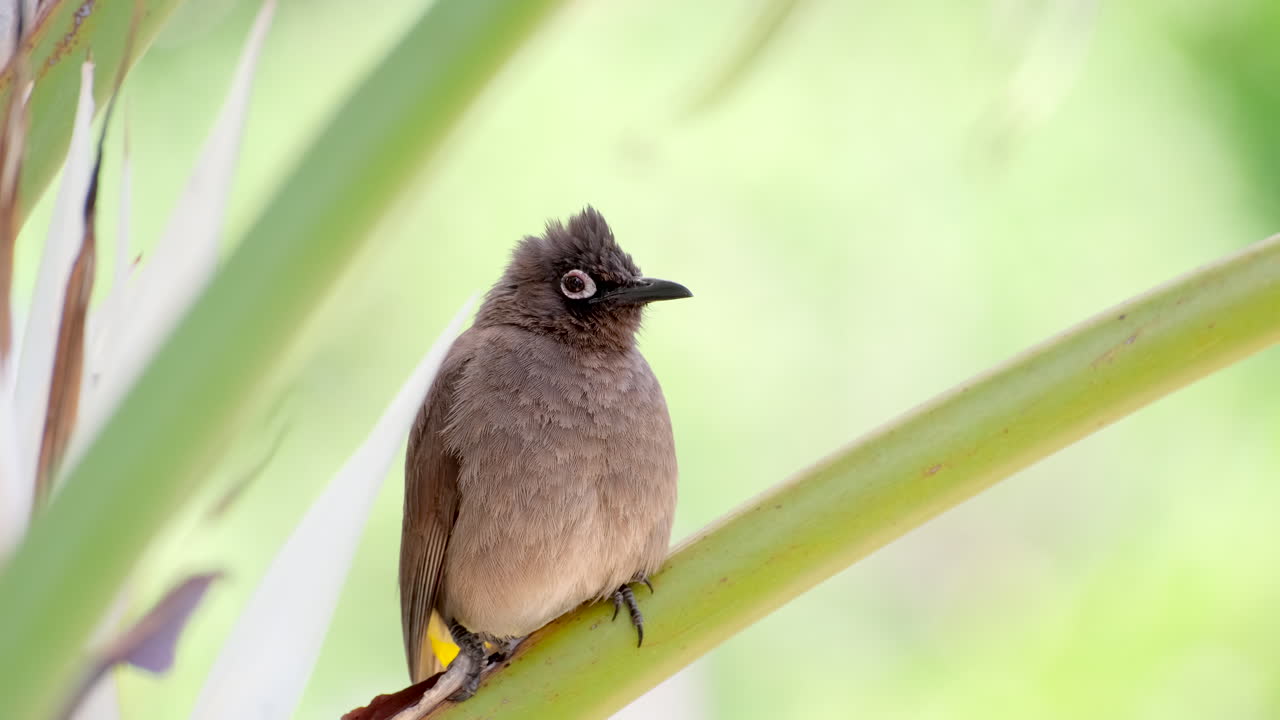 Kapkardinal (Pycnonotus capensis) siddende på grøn plantestængel, med plads til tekst til højre