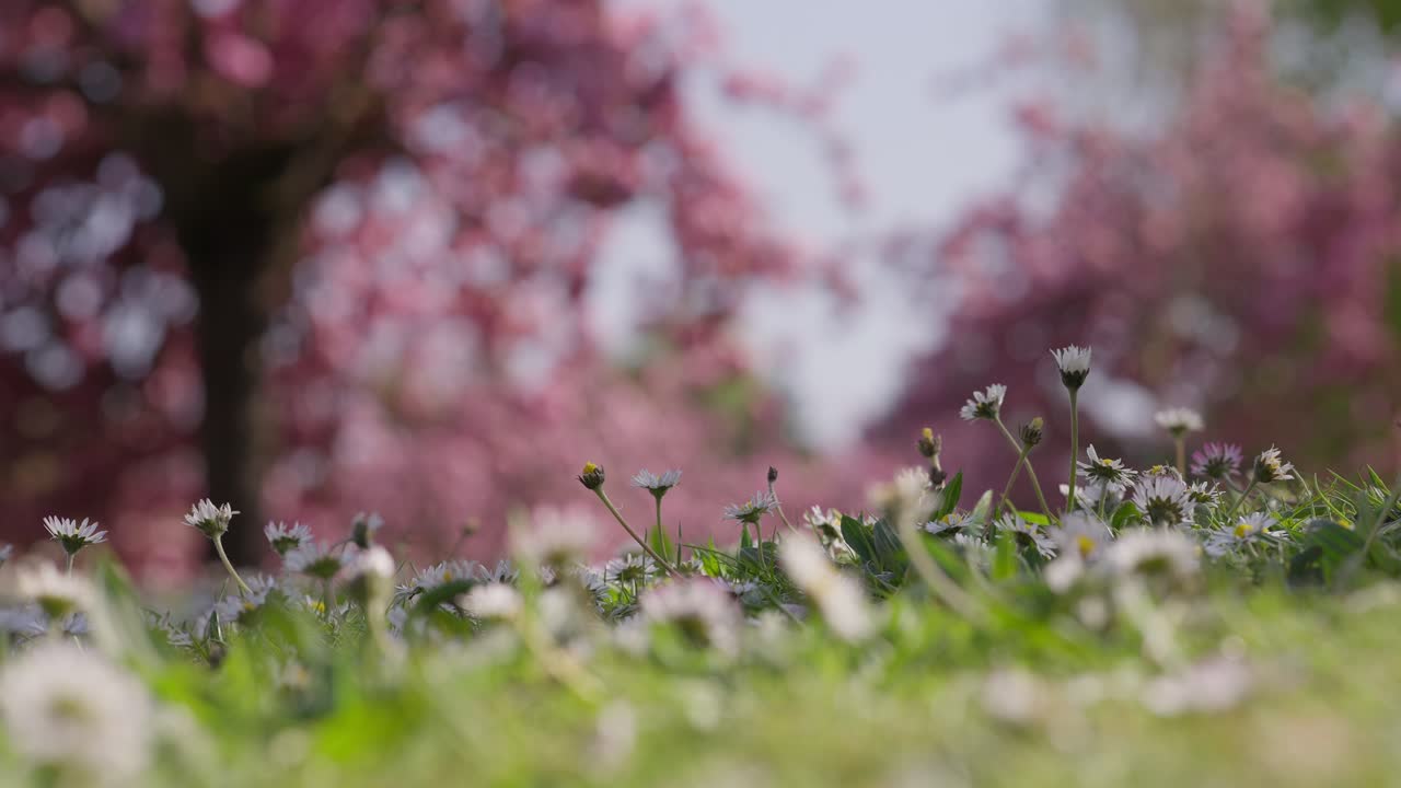 Slow motion of a bunch of White little flowers in a dreamy garden