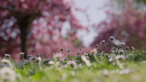 slow motion of a bunch of white little flowers in a dreamy garden