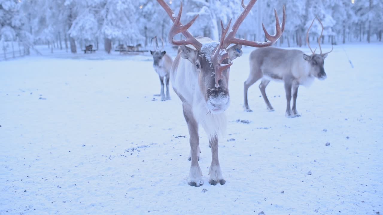 Hanren med store horn, nær en sneklædt skov i Lapland, Finland.