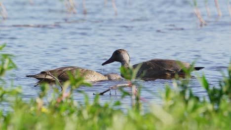 Lovely-pair-of-brazilian-teal,-amazonetta-brasiliensis-foraging-underwater-for-delicious-invertebrates,-wildlife-close-up-shot-with-blurred-green-vegetations-in-the-foreground,-pantanal-brazil