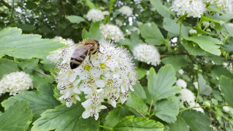 a bee is crawling on white flowers looking for honey pollen slow motion a bee is crawling on white flowers looking for honey pollen slow motion