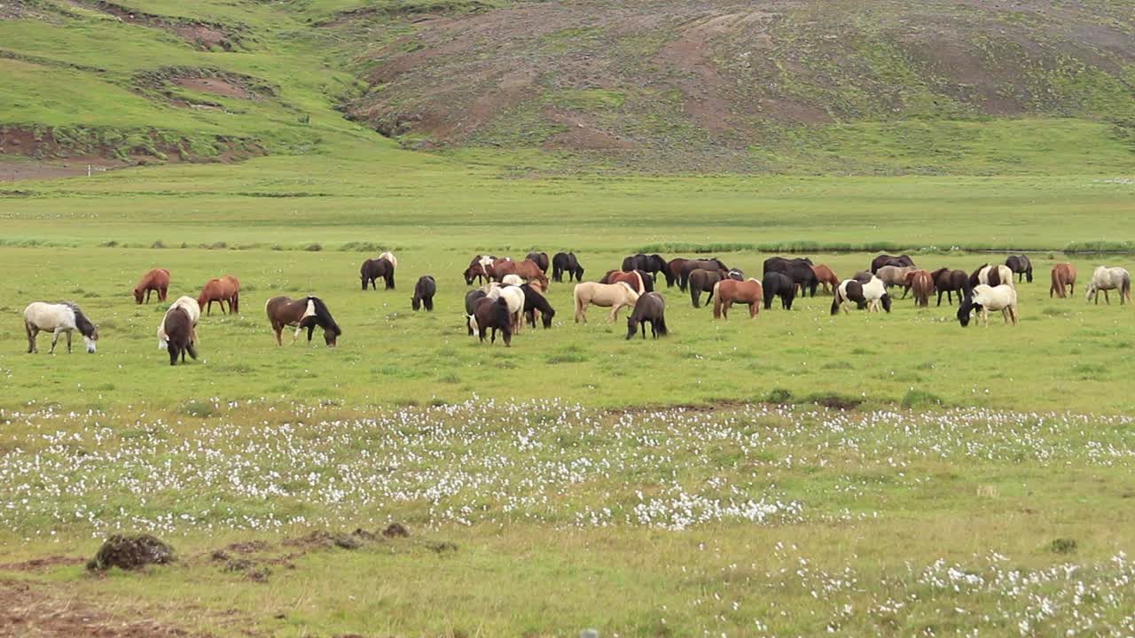 una manada de caballos islandeses mordiendo hierba en un campo en islandia