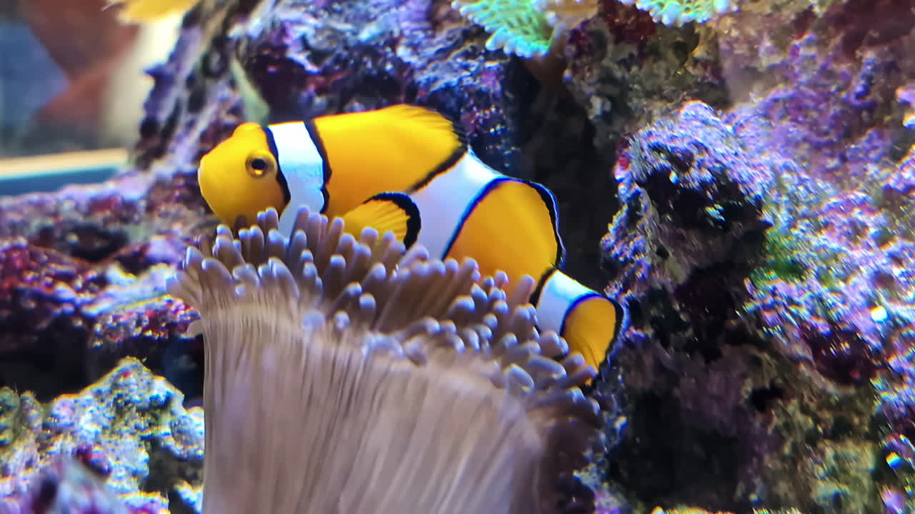 Clownfish swimming among corals and anemones in vibrant marine aquarium
