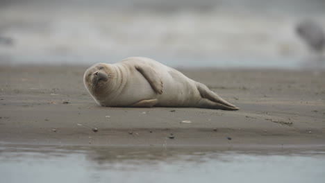 Nahaufnahme-Eines-Seehundes,-Der-An-Einem-Sandstrand-Liegt-Und-Sich-Umschaut,-Mit-Wellen-Und-Vögeln-Im-Hintergrund