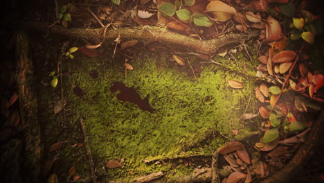 fondo de terror místico con sangre oscura en el bosque y el panorama
