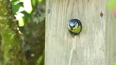 Blue-tit-flying-out-of-nest-box-in-apple-tree-in-garden-in-spring,-Scotland
