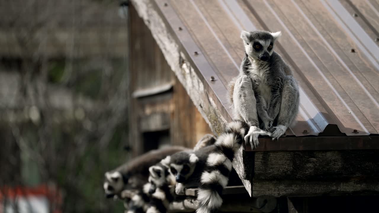 lémures de cola anillada sentados y descansando en el borde del techo del cobertizo en el zoológico