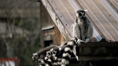 Ring-tailed-Lemurs-Sitting-And-Resting-On-The-Edge-Of-Roof-Of-Shed-In-The-Zoo