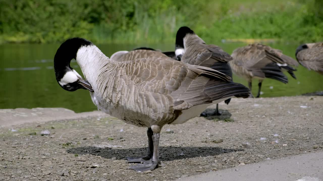 primeros planos de gansos acicalándose al lado de un lago en stamford park en manchester