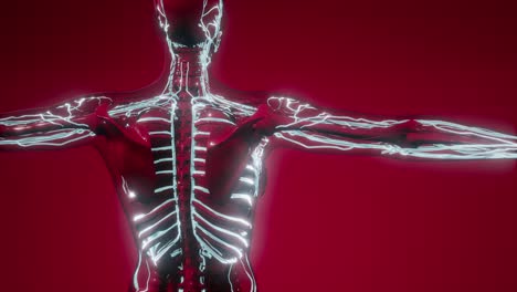 vasos sanguíneos del cuerpo humano