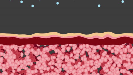 cross-section of skin layers