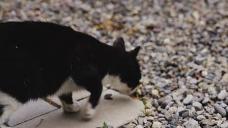 hungry black and white cat walking on gravel pavement sniffing pebbles