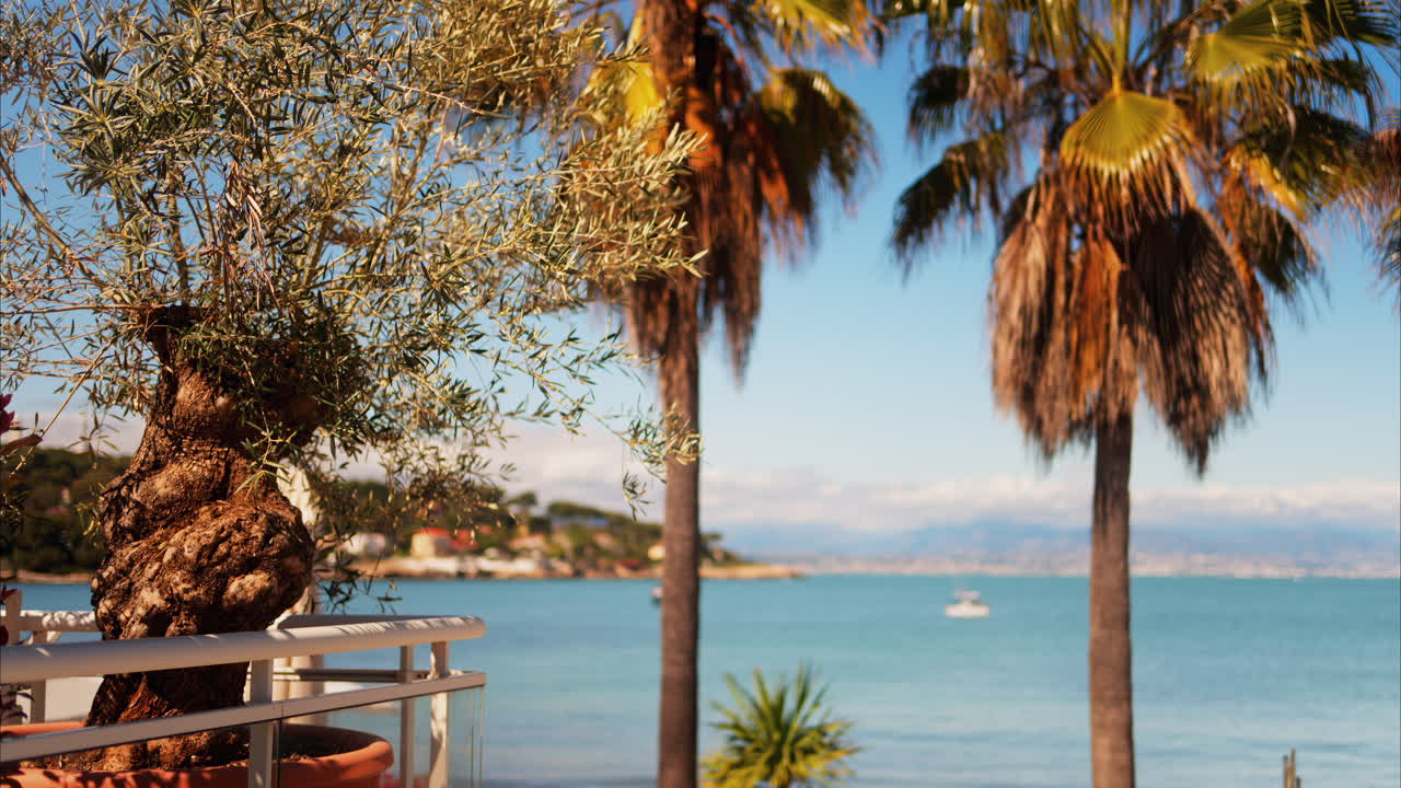 Close up of a tree with the sea and palm trees on the background