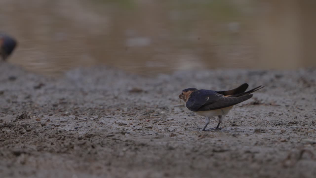 네팔 의 다채로운 은 리 달이