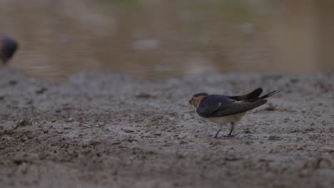 Golondrina-De-Rabadilla-Roja-De-Colores-En-Nepal