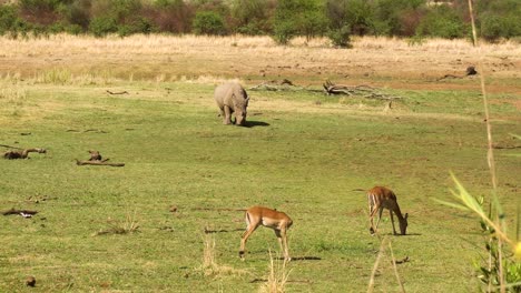 Nahaufnahme-Von-Gazellen-Und-Nashörnern,-Die-Auf-Wildem-Gras-Grasen